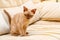 Burmese cat kitty color chocolate, is a breed of domestic cat, originating in Thailand, believed to have its roots near the