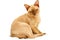 Burmese cat kitty color chocolate, is a breed of domestic cat, originating in Thailand, believed to have its roots near the