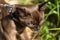 Burmese cat with leash walking outside, close view of face of collared young brown cat wandering outdoor adventure and sniffing