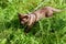 Burmese cat with leash walking outside, collared pet, kitten wandering outdoor adventure in park or garden