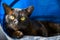 Burmese cat lies in blue cat house, surprised brown Burma pet looking at camera