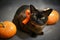 Burmese cat in orange ribbon and pumpkins on Halloween, portrait