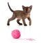 Burmese cat playing red clew or ball