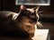 The Burmese Cat\\\'s Bliss in a Sunbeam