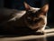 The Burmese Cat\\\'s Bliss in a Sunbeam