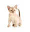 Burmese cat sitting on white