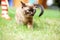 Burmese cat walking on green grass