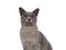 Burmese cat on white background