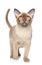 Burmese cat on white background