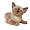 Burmese cat  on white. Digital art illustration hand drawn kitty for web. Short haired kitten with silky coat and deep