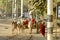 Burmese children on a wooden cart