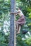 Burmese farmer climbing a Palm tree