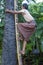 Burmese farmer climbing a Palm tree