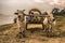 Burmese farmer riding an ox cart