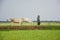 Burmese farmer walk with cow on paddy or rice field located at Bagan