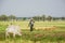 Burmese farmer walk with cow on paddy or rice field located at Bagan