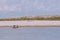 Burmese fishing boat on the River with Grass tree background