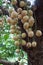 Burmese grape or Rambai on tree