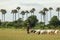 Burmese herder leads goat herd in field Burma