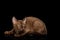 Burmese Kitten on Isolated Black Background