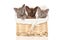 Burmese kittens in basket