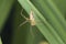 Burmese lynx spider