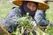 Burmese migrant workers harvesting onions in the fields