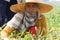 Burmese migrant workers harvesting onions in the fields