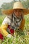 Burmese migrant workers harvesting onions in the fields