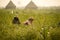 Burmese migrant workers harvesting onions in the fields