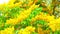 Burmese Padauk tree, yellow flowers full blooming in summer