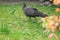 Burmese peacock-pheasant