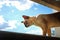 Burmese pet cat climbing and looking out of home window
