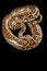 Burmese python isolated on black