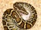 Burmese python (Python bivittatus)