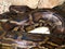 Burmese python (Python bivittatus)