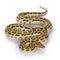 Burmese Python snake on white