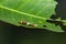 Burmese Raven or Siamese Raven Papilio mahadeva, Papilio castor mahadeva caterpillar