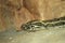 Burmese rock python