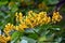 Burmese rosewood or angsana flowers blooming in summer