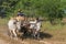 Burmese rural man driving wooden cart with hay on dusty road drawn by two white buffaloes. Rural landscape and traditional village