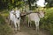 Burmese rural transportation with two oxen and wooden cart at Ba