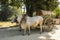 Burmese rural transportation with two white oxen and wooden cart