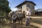 Burmese senior woman treating her water buffaloesâ€™ skin with oil