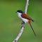 Burmese Shrike bird