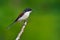 Burmese Shrike bird