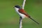 Burmese Shrike bird