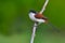 Burmese Shrike bird