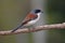 Burmese Shrike Lanius collurioides Cute Birds of Thailand