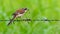 Burmese Shrike perching on barb wire